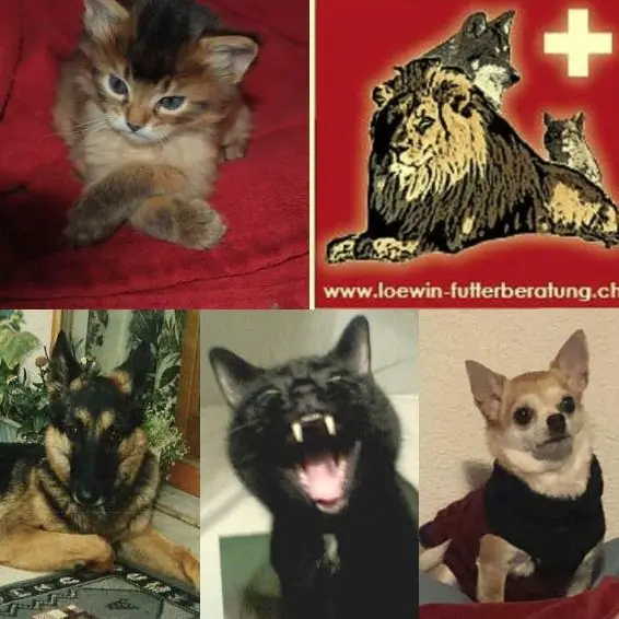 Nebenjob im Bereich gesunde Tiernahrung, ganze Schweiz