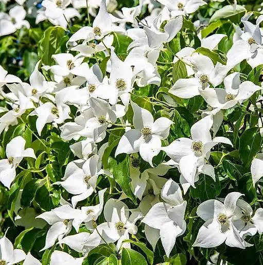 Japanischer Hartriegel China Girl