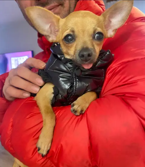 Chihuahua Welpin, bei Amicus angemeldet