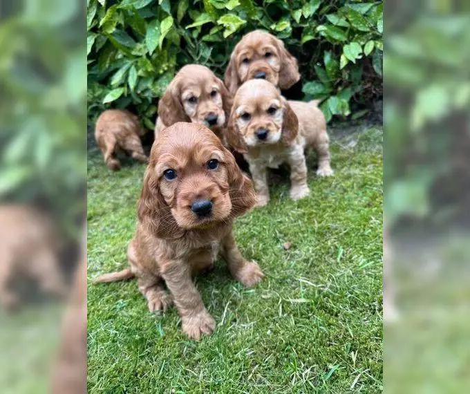 Cocker Spaniel Welpen