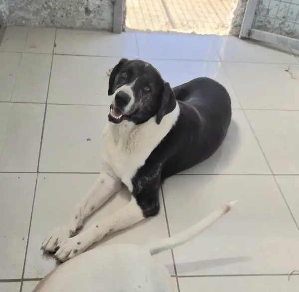 Ava: Mischlingshündin, ca. 4,8 Jahre, z.zt. in Griechenland