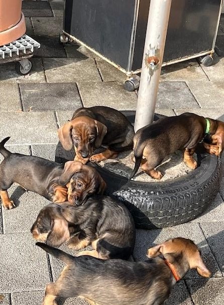 Dackel Welpen zu verkaufen