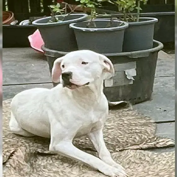 Dogo Argentino Hündin