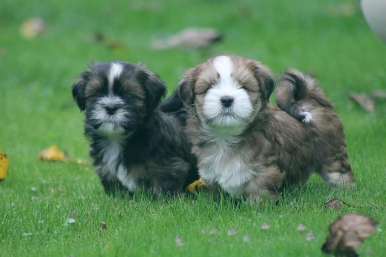 Super schöne VDH/KTR Lhasa Apso Welpen suchen ein tolles Zuhause