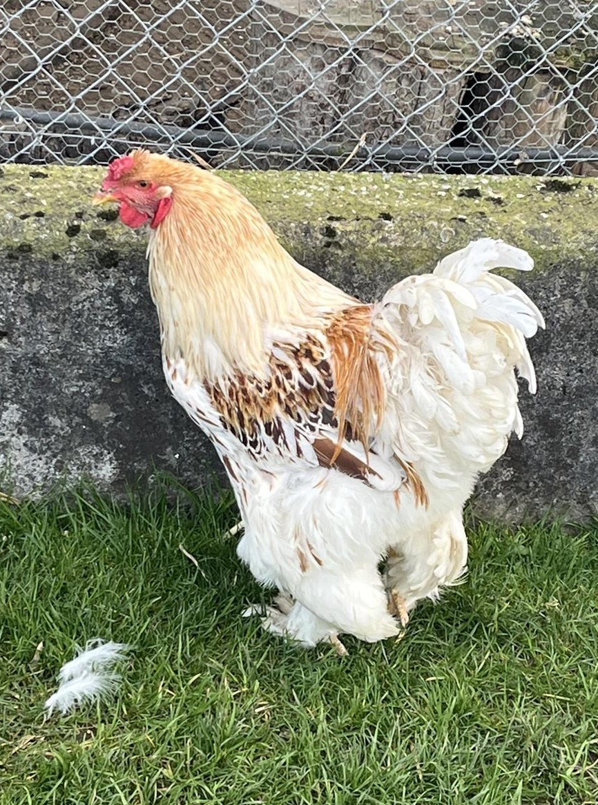 Brahma Hahn Goldweiss gesäumt zu verkaufen