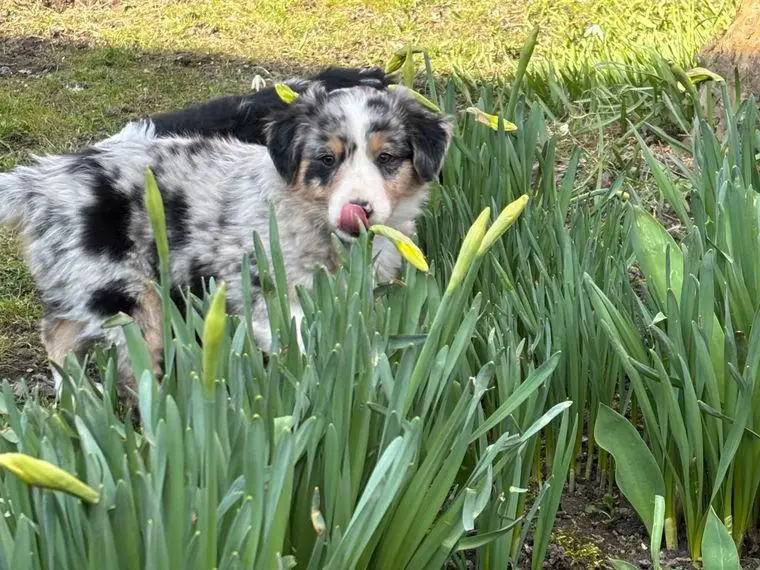 Mini Australian Shepherd Single männlich 4