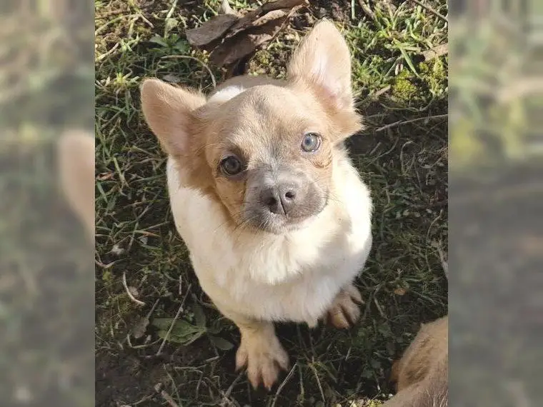 Günstige FrenchPoo Welpen, Französische Bulldogge x Zwergpudel