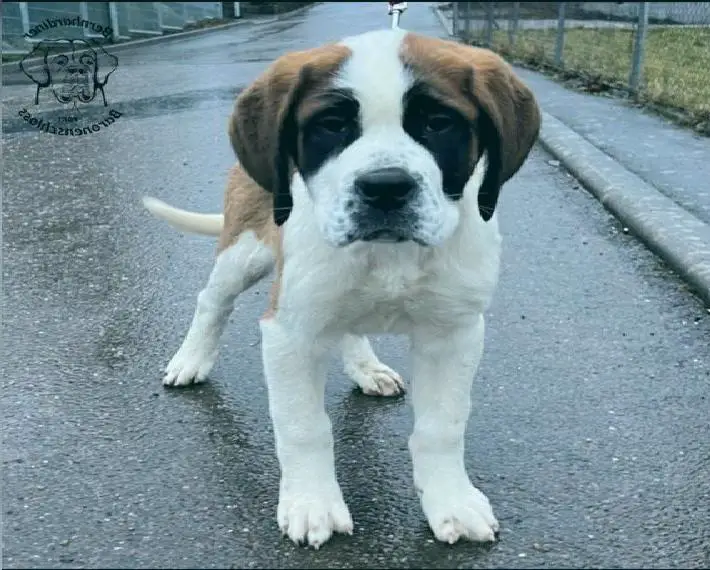 Bernhardiner Welpe - Hündin