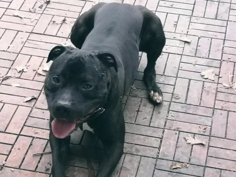 American Staffordshire Terrier