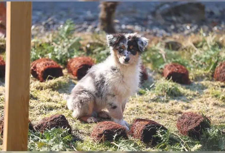 Dream in Blue (Showlinie)