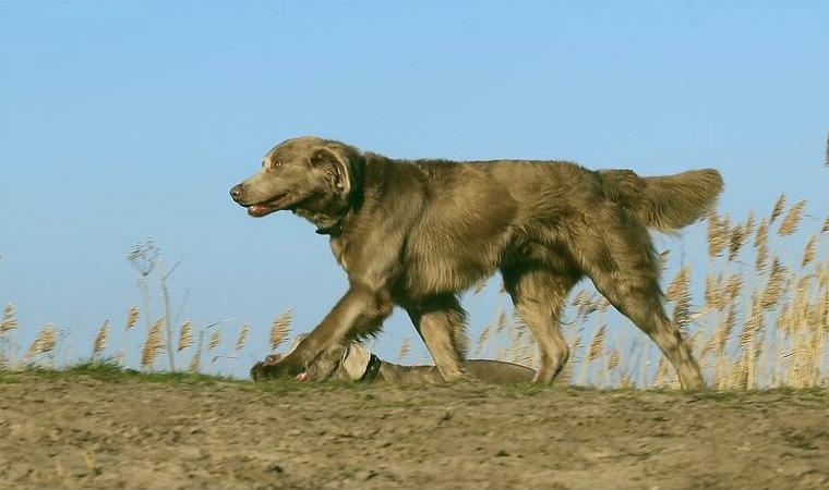 Langhaar Weimaraner Rüde grau Deckrüde VDH HD ED frei
