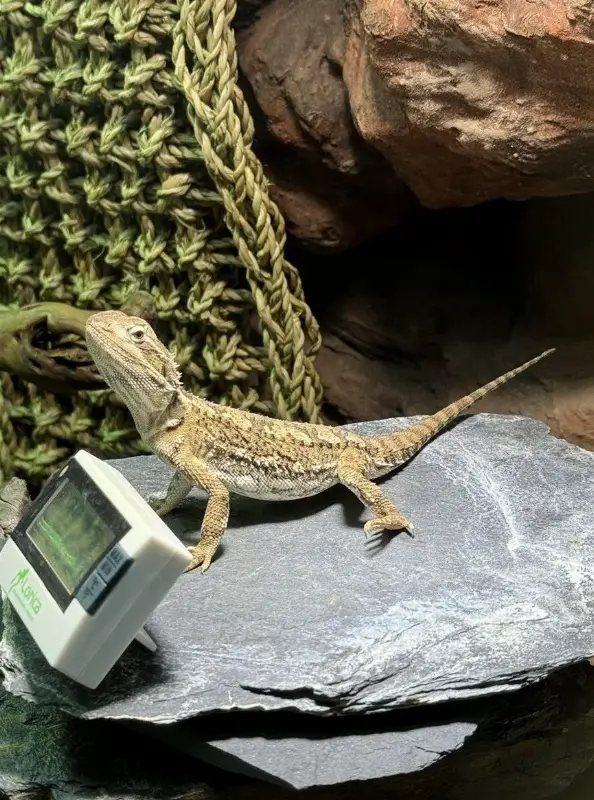 Zwergbartagame männlich, 1-jährig mit Glasterrarium & Ausrüstung