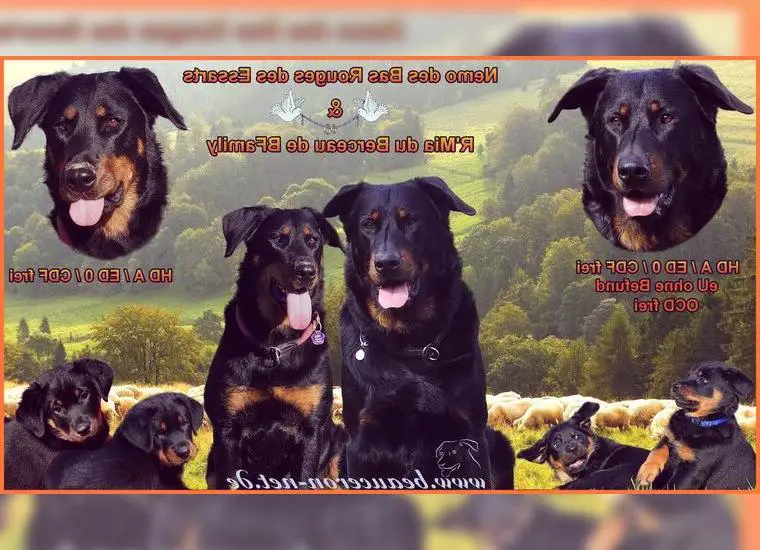 Beauceron Welpen erwartet