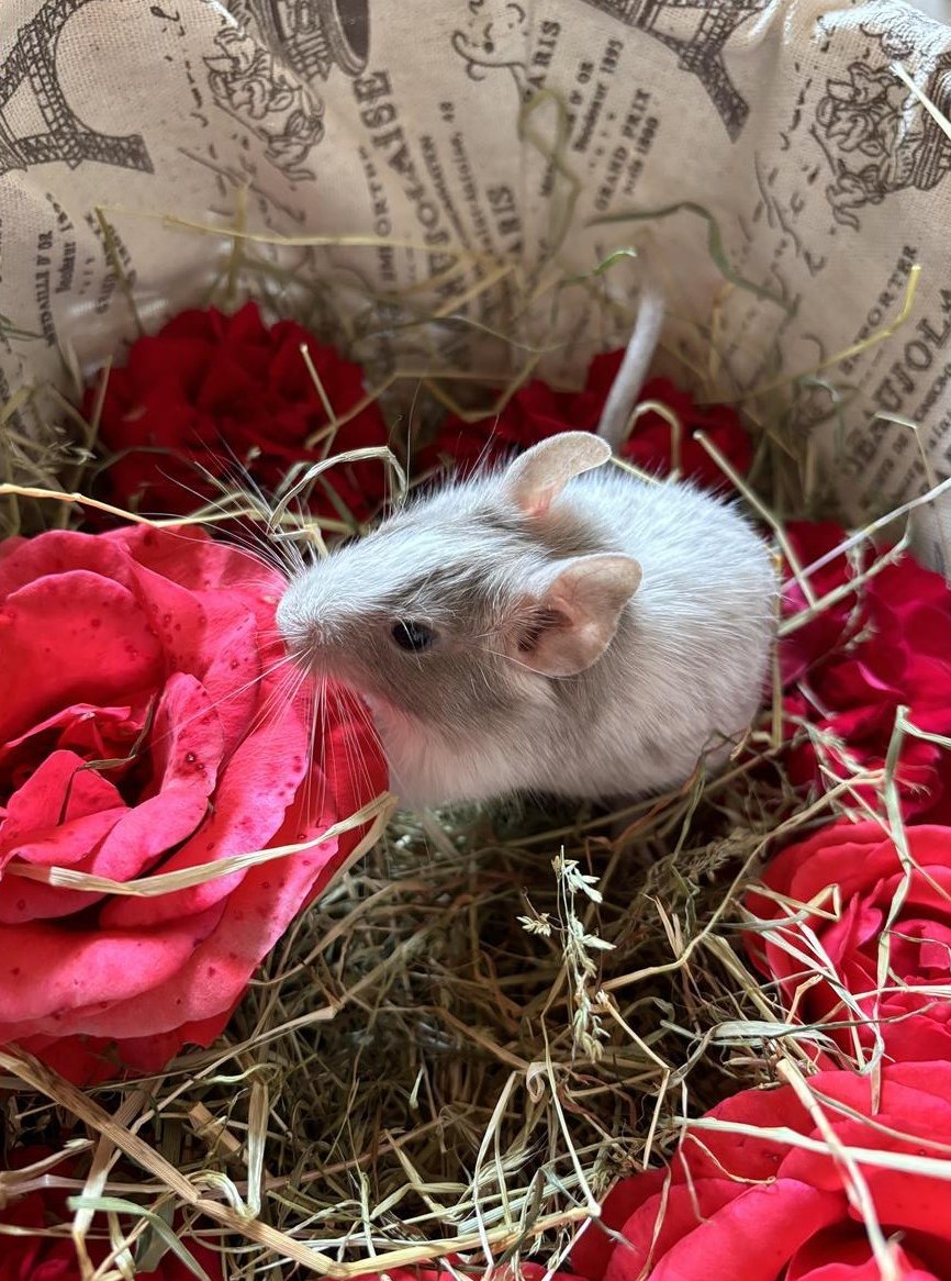 Degu Babys Schoko und Lilac aus Deguzucht