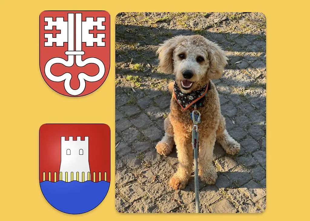 Gassi gehen mit Hund NaN Nidwalden