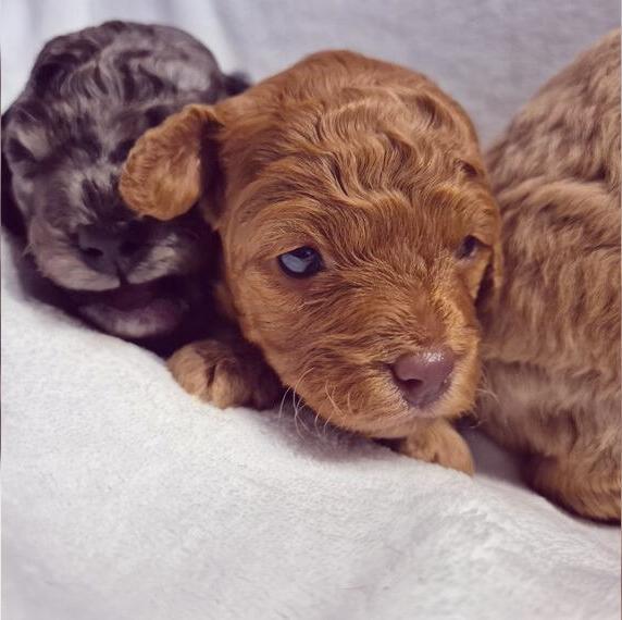 Wunderschöne Cockapoo Cockerpoo in Sonderfarben aus liebevoller Hobbyzucht