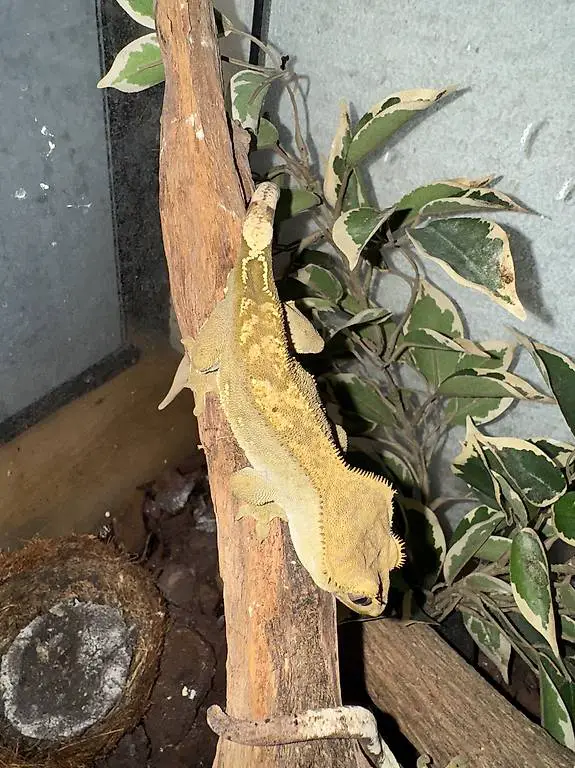 Kronengecko Männlich