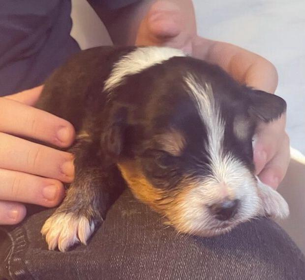 Mini Aussie / Mini American Shepherd