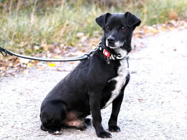 CARTER, zurückhaltender Mixrüde, ca. 8 Jahre, 32cm, 9,4kg