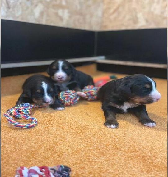 Berner Sennenhund Welpen