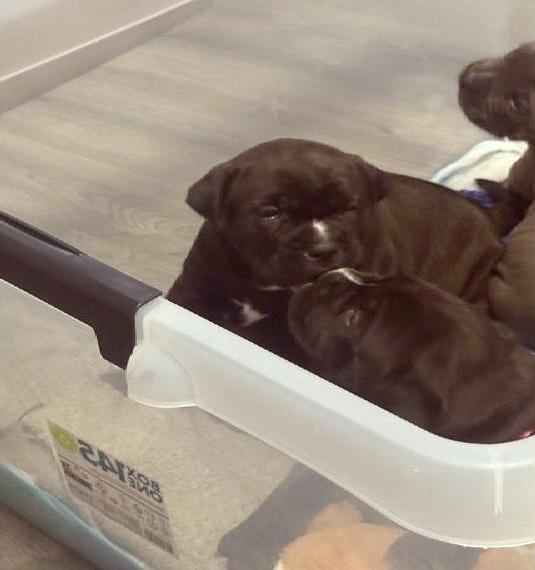 Cane corso Welpe weibchen