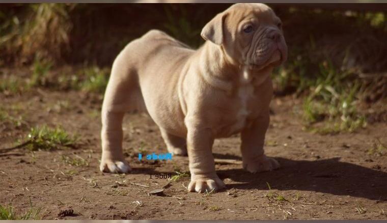 Old English Bulldog OEB Welpen 7 Wochen alt