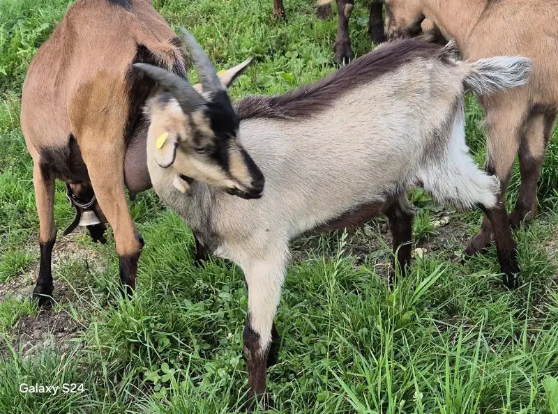 Sehr schöne Stiefelgeiss Böckli zu verkaufen