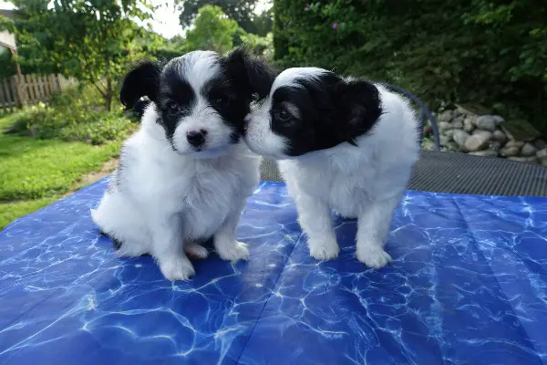 Papillon Welpen suchen liebevolles Zuhause