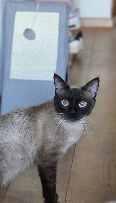 Siam Kater zu verkaufen