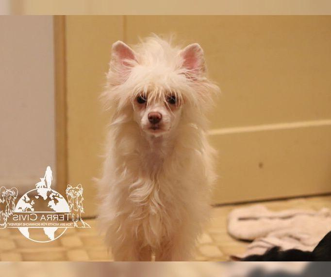 Chinese Crested, Powderpuff weiss