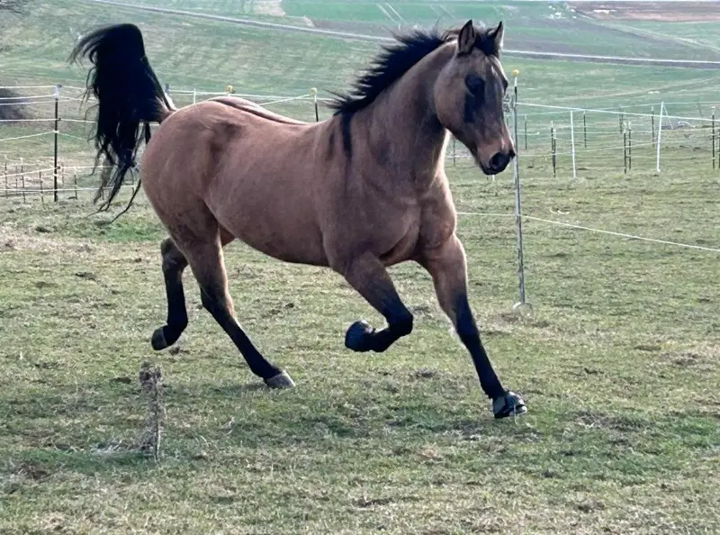 Quarter Horse Wallach sucht neuen Lebensplatz