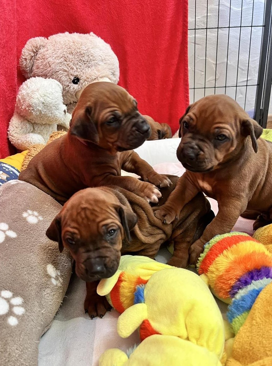 Rhodesian Ridgeback Welpen zu verkaufen