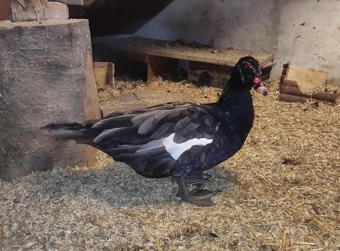 Stummenten Erpel sucht neuen Wirkungskreis