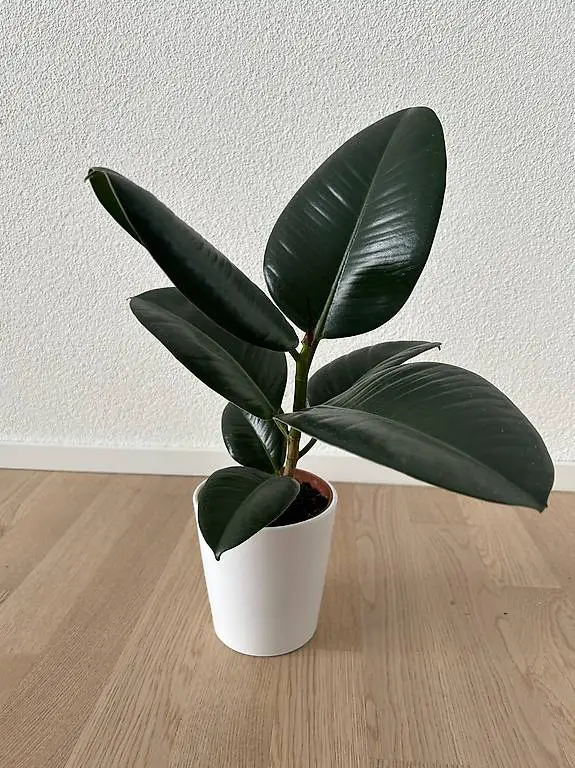 Zu verkaufen: Gummibaum (Ficus elastica) in weissem Übertopf