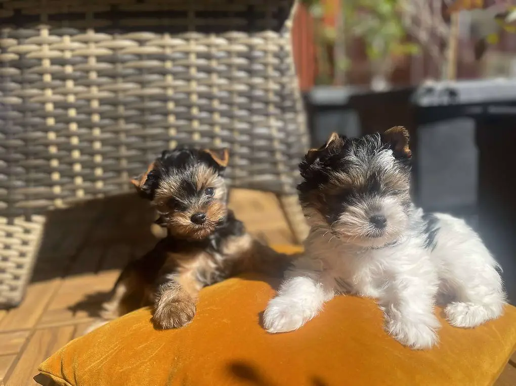 Biewer Yorkshire Terrier Ahnentafel