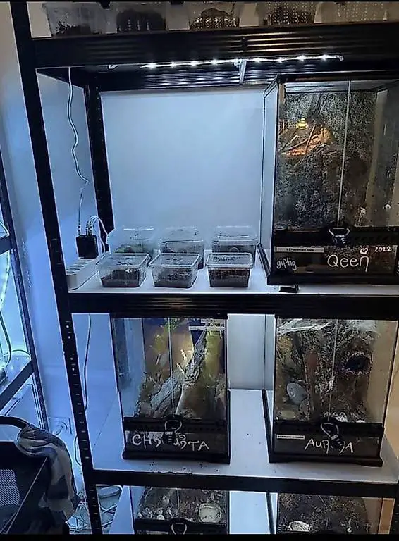 Div Vogelspinnen alles oder einzeln