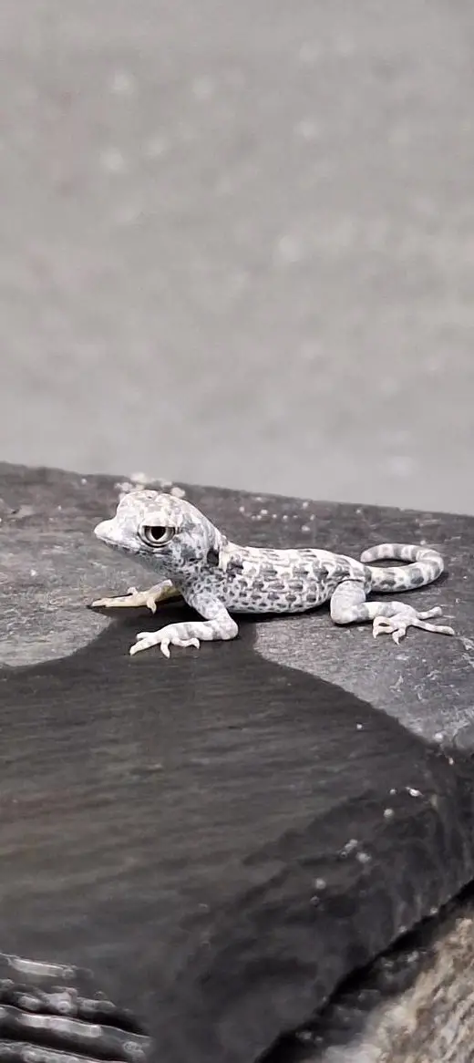 NZ Pristurus carteri masirah | Skorpionschwanzgeckos