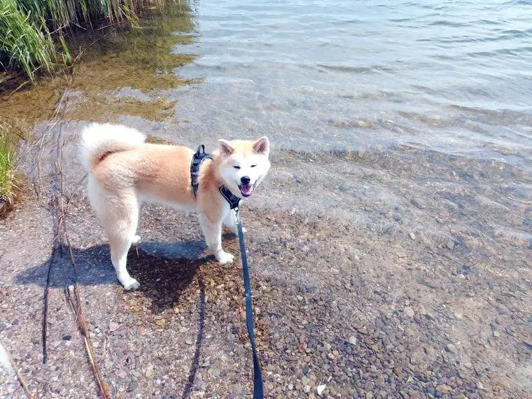 Akita Inu Weibchen
