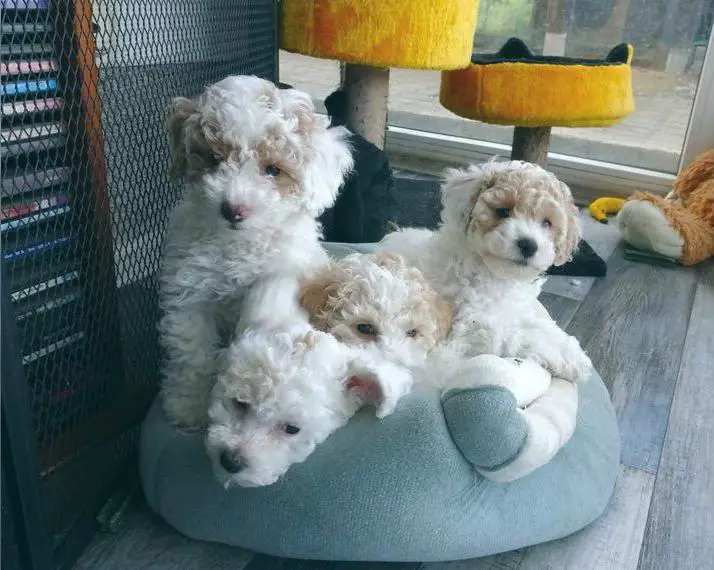 Pudel (Zwerg, Toy) mit Papieren, Harlekin, Poodle, Doodle, Miniaturpudel, Zwergpudel