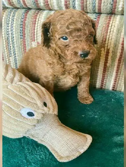 Kleinpudel / Zwergpudel Welpen mit Ahnentafel