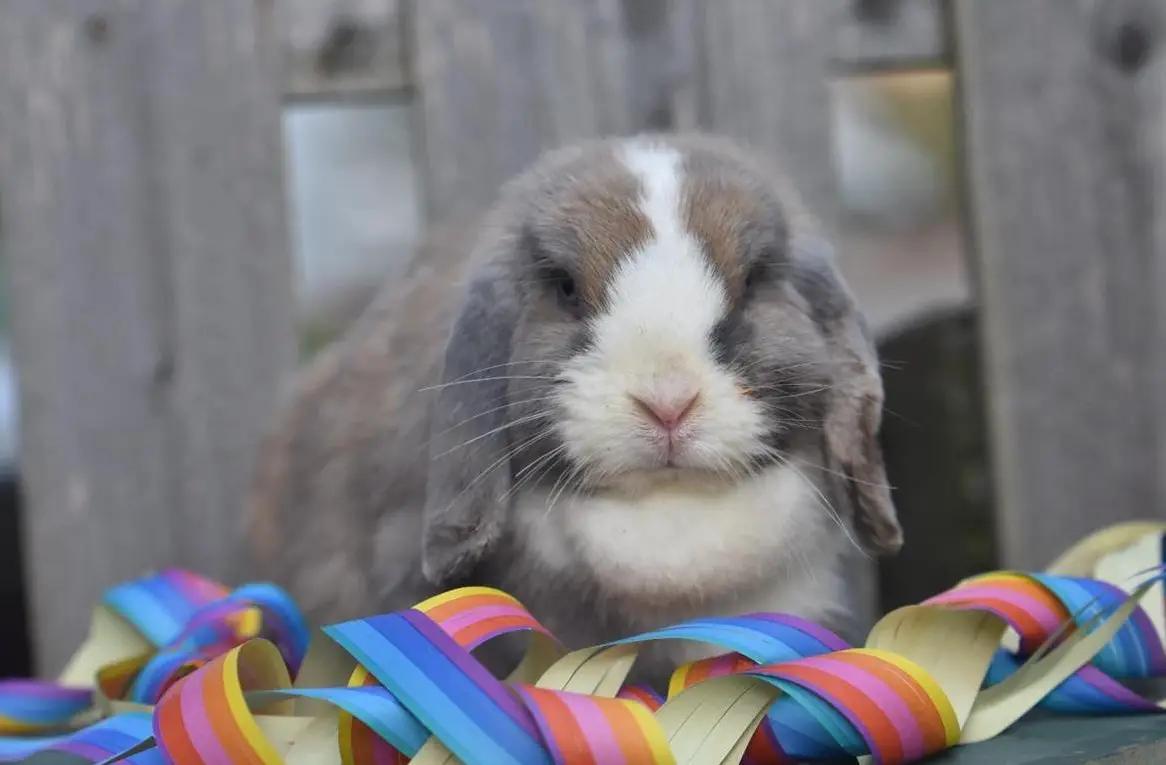 Zwergwidder Weibchen sucht ein Zuhause
