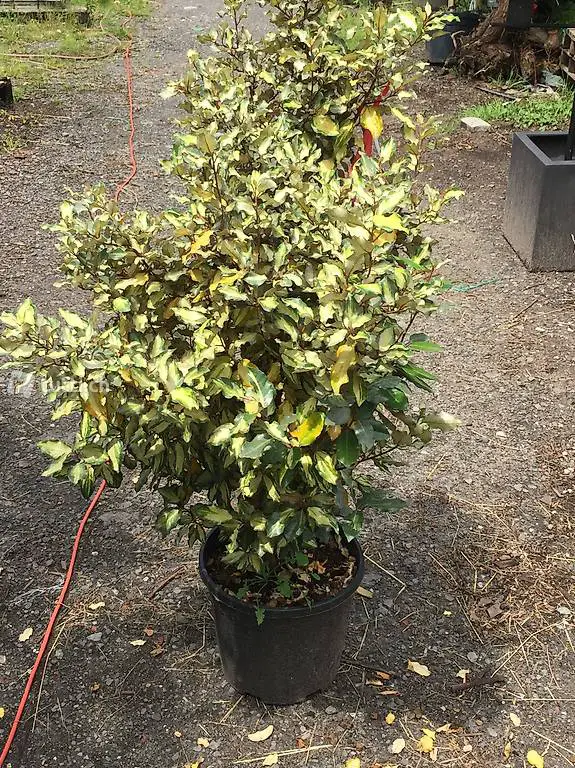  Ölweide Elaeganus Ebbingei Marble ca. 120cm hoch