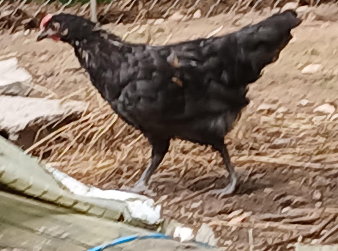 Marans und Easter Egger Hähne GRATIS abzugeben