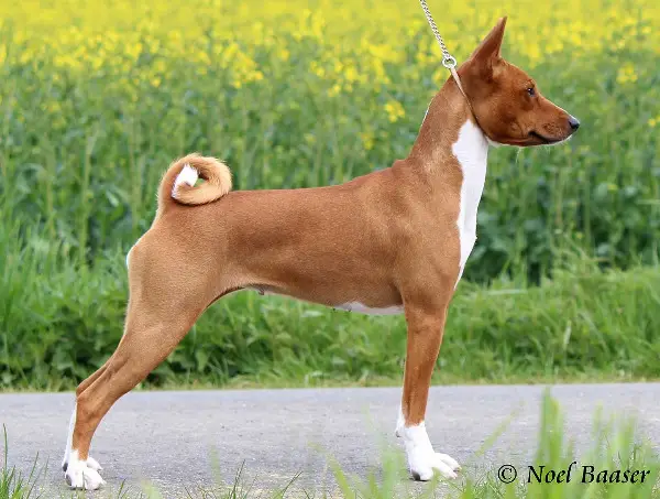 Sportlicher Basenji sucht neues Zuhause