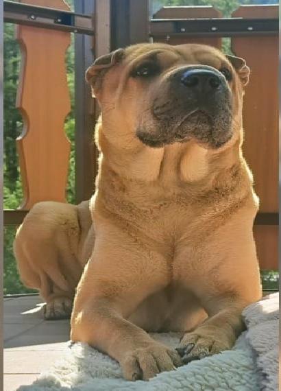 Shar Pei sucht neues zu Hause