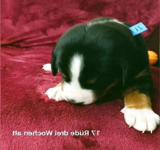 Appenzeller Sennenhund Welpe reinrassig sucht ein liebevolles Zuhause