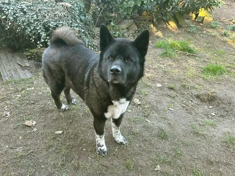 American Akita sucht neues Zuhause