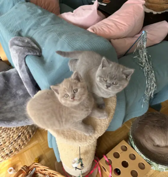 Chaton race British Shorthair