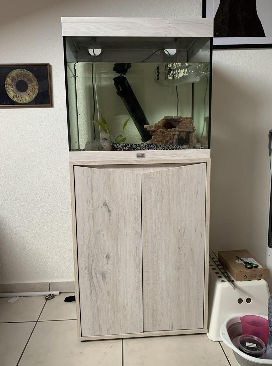 2 Axolotl inkl. Aquarium und Untermöbel zu verkaufen