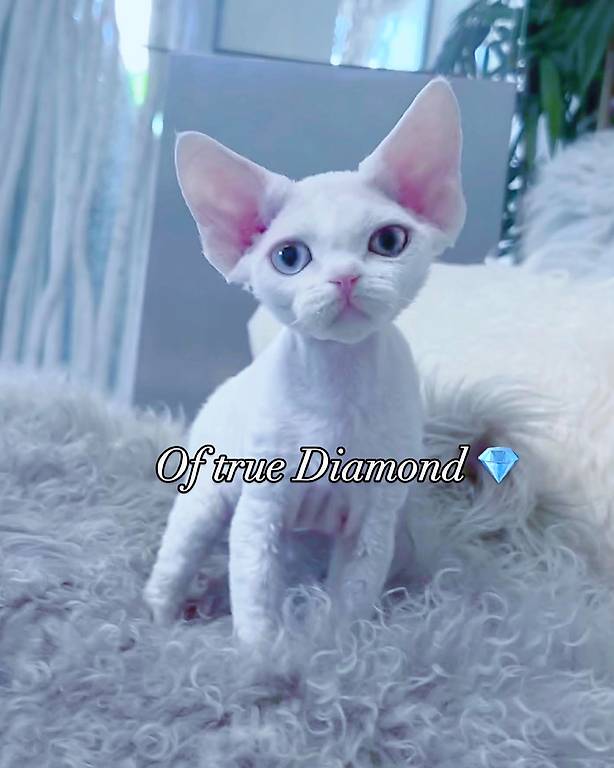 Devon Rex Kitten Weiblich
